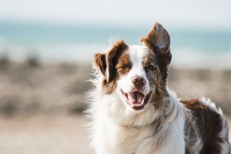 Companion dog training Bengaluru, well-behaved dog walking with owner using positive reinforcement