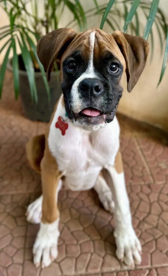 Playful Pups & Gentle Giants: Cuteness Overload, Pet Photography Bangalore by Paws of Persistence