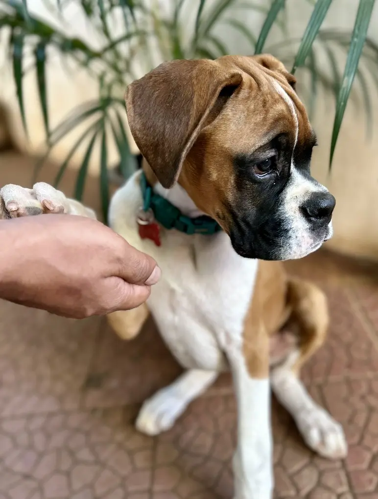 Puppy training Bengaluru, boxer pup with teal collar