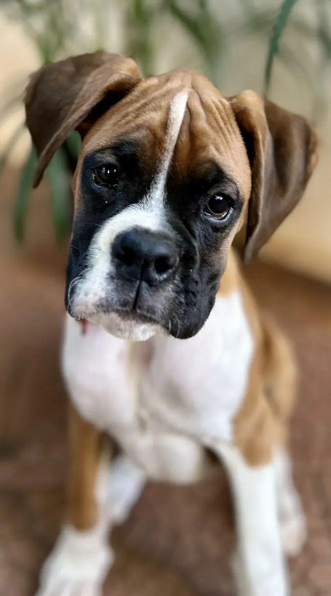 Dog behaviour Bangalore, boxer puppy close-up gentle expression
