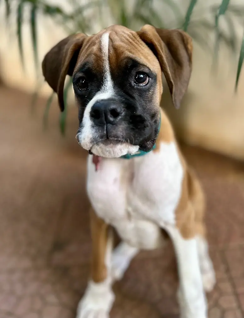 Dog training Bengaluru, boxer pup staring with curious eyes