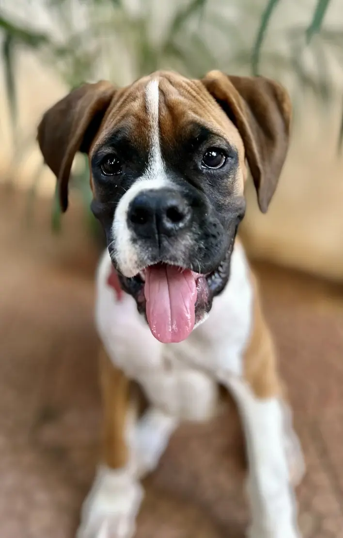 Puppy training Bangalore, happy boxer puppy with big smile