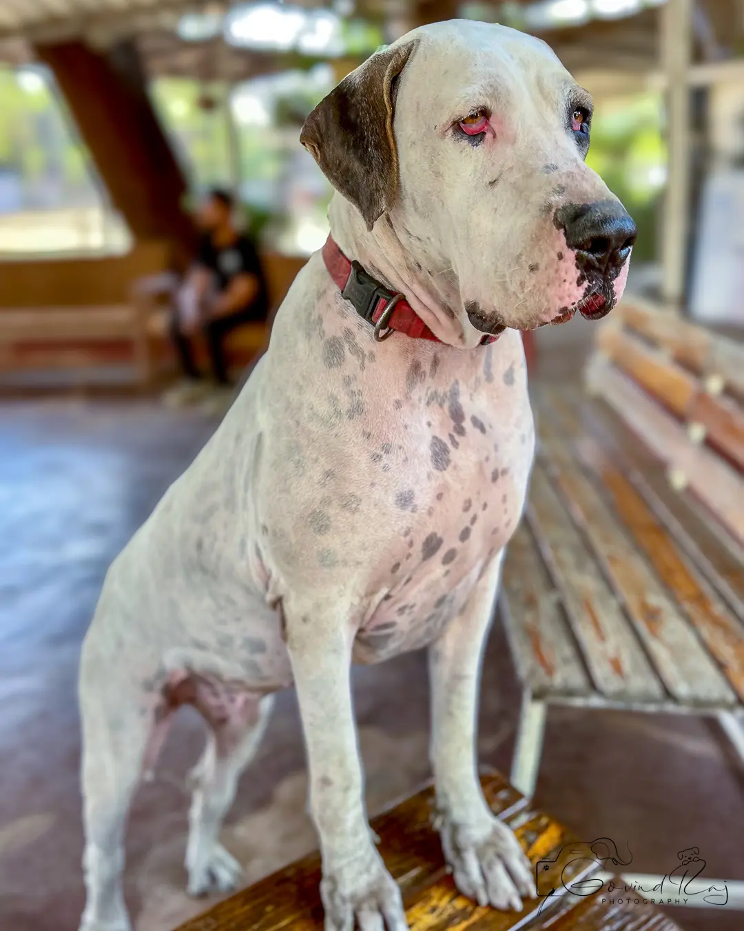 Great Dane training Bengaluru, Dane sitting tall on bench