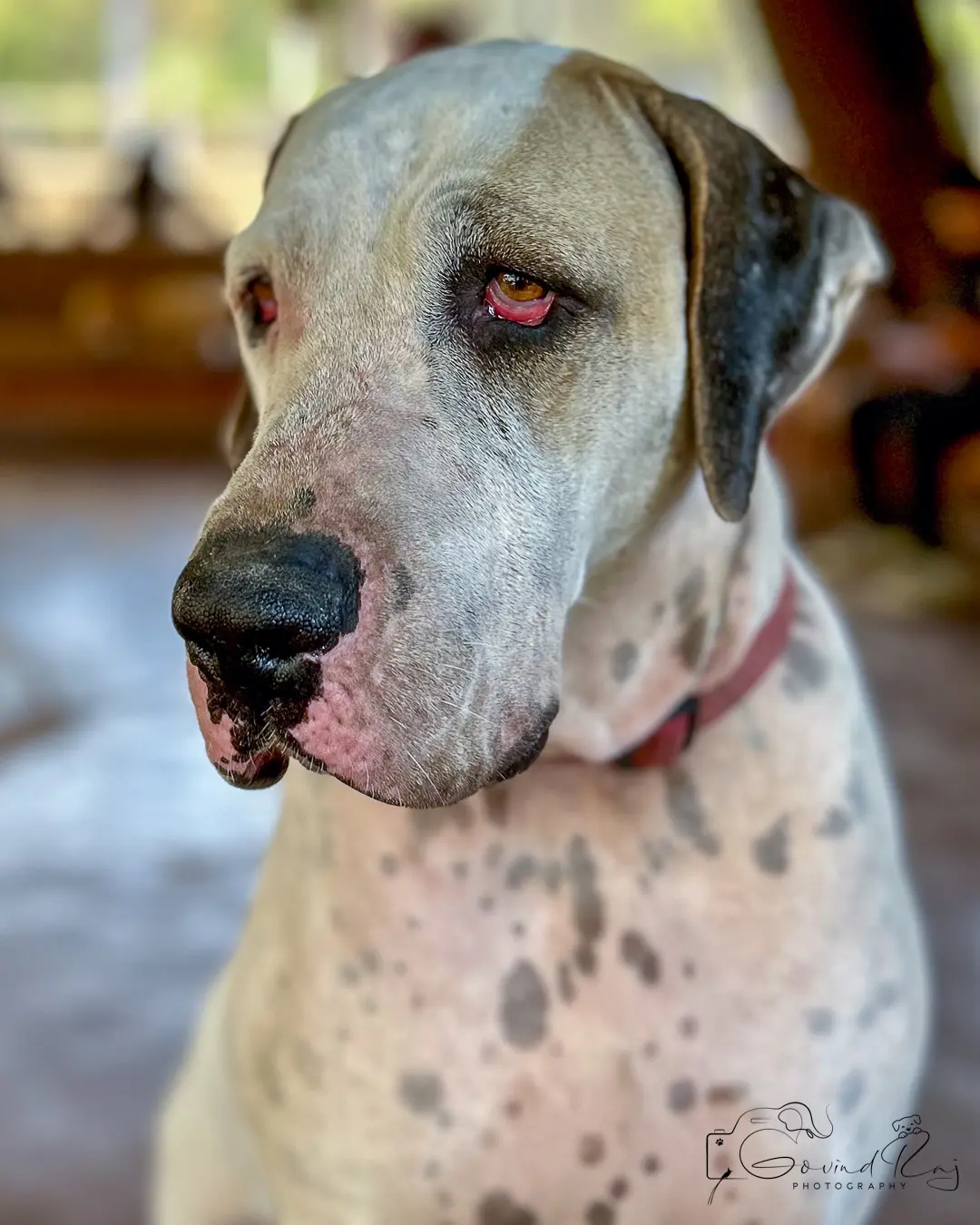 Dog training Bangalore, Great Dane close-up soulful portrait
