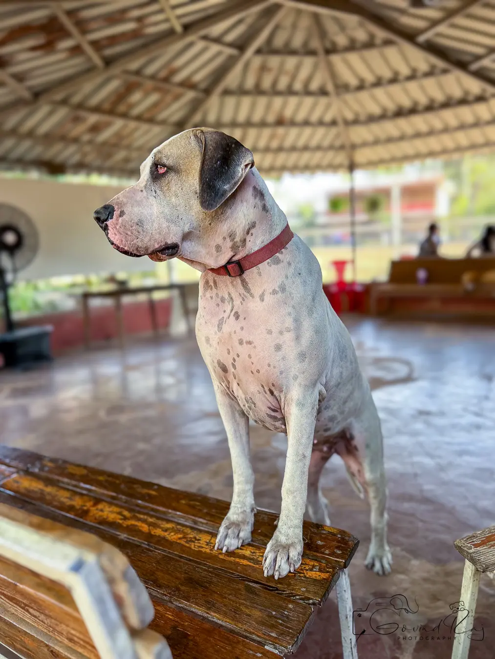 Great Dane obedience Bengaluru, Dane standing proudly under gazebo