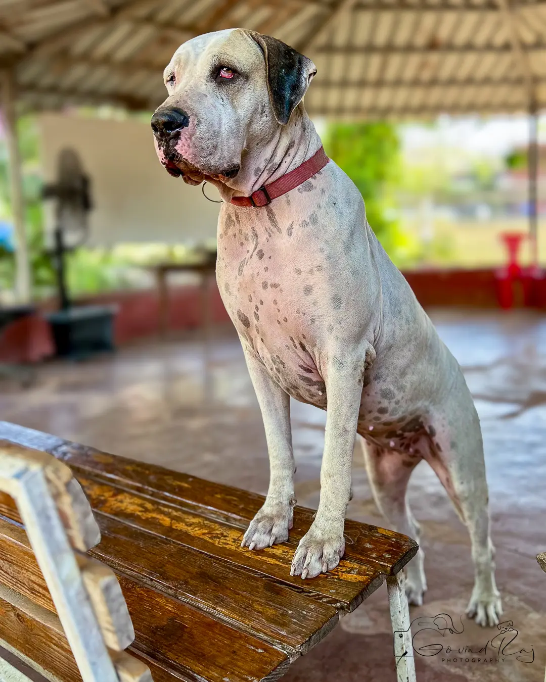 Dog training Bangalore, Great Dane gazing into the distance