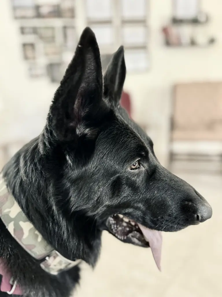 German Shepherd training Bengaluru, majestic black GSD side profile