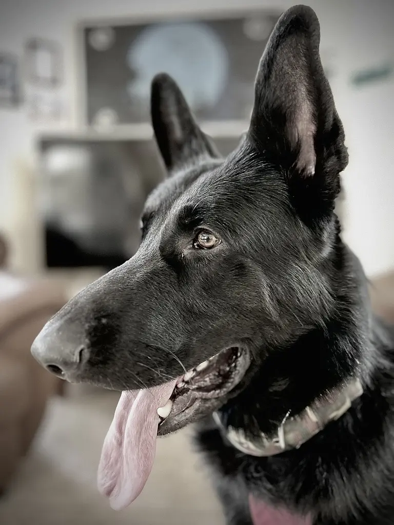 Dog training Bangalore, black German Shepherd panting indoors
