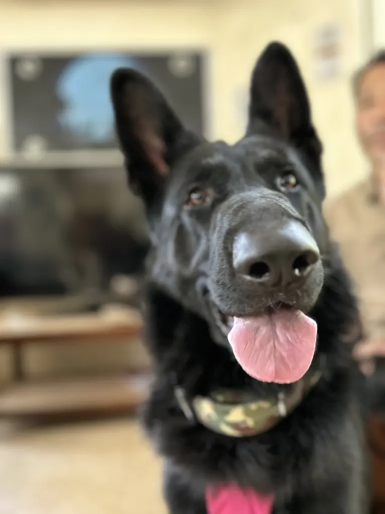 German Shepherd obedience Bengaluru, GSD smiling at camera
