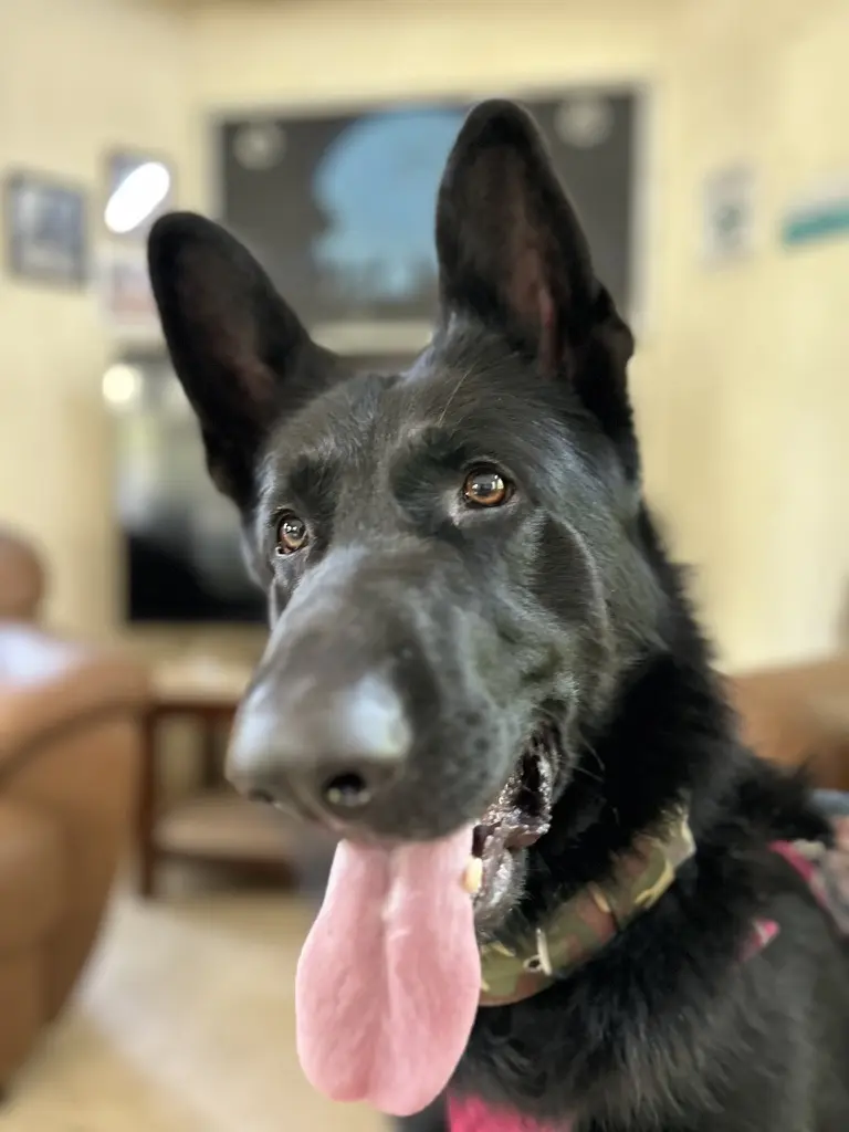 Dog training Bangalore, black German Shepherd with expressive eyes