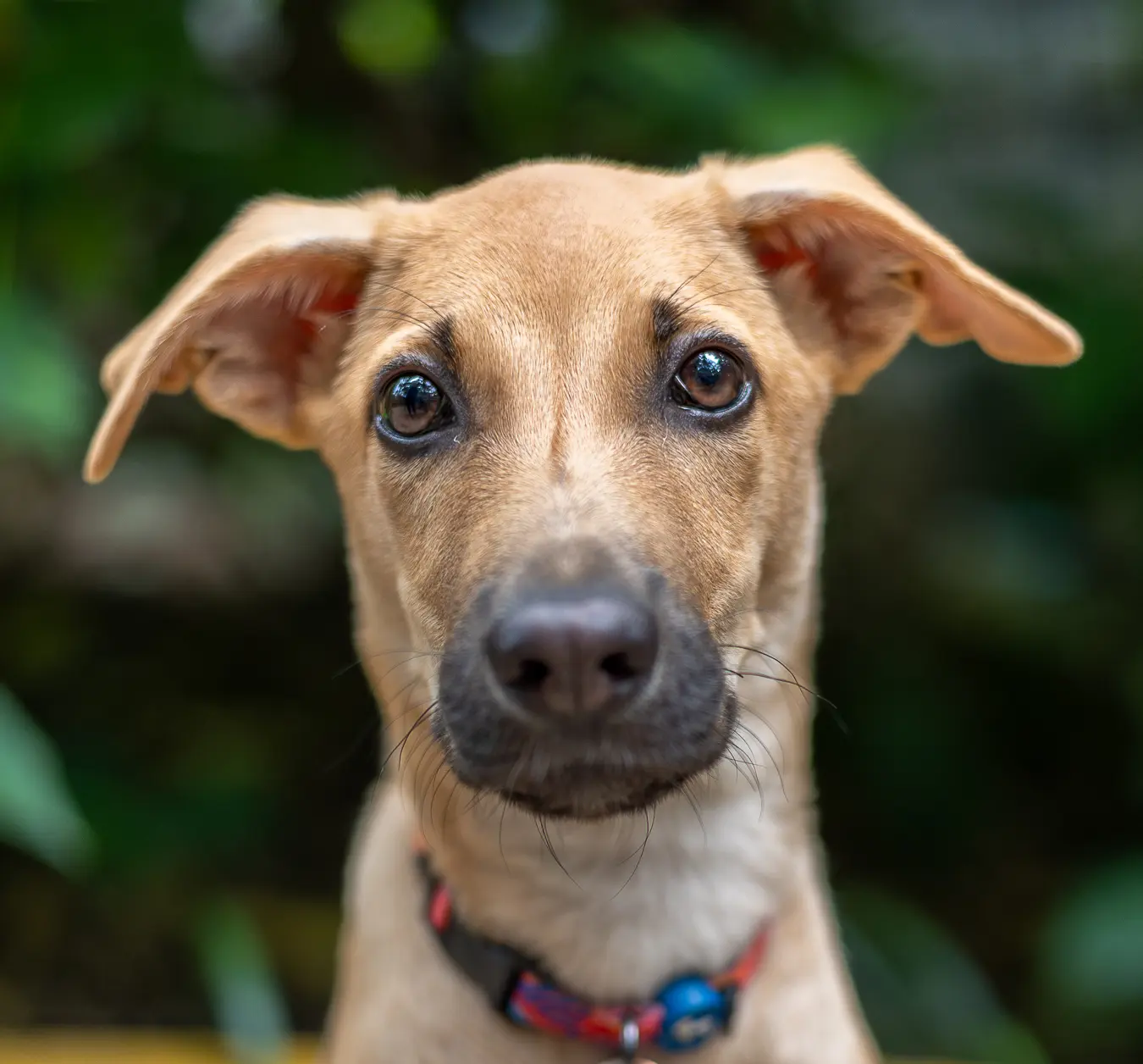 Indie Hearts: Born Brave, Loved Forever, Pet Photography Bangalore by Paws of Persistence