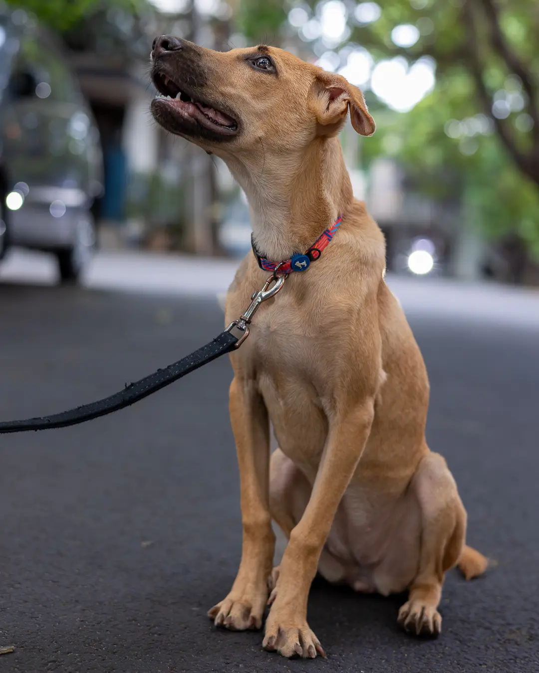 Indie dog leash training Bangalore, pup sitting proudly on leash