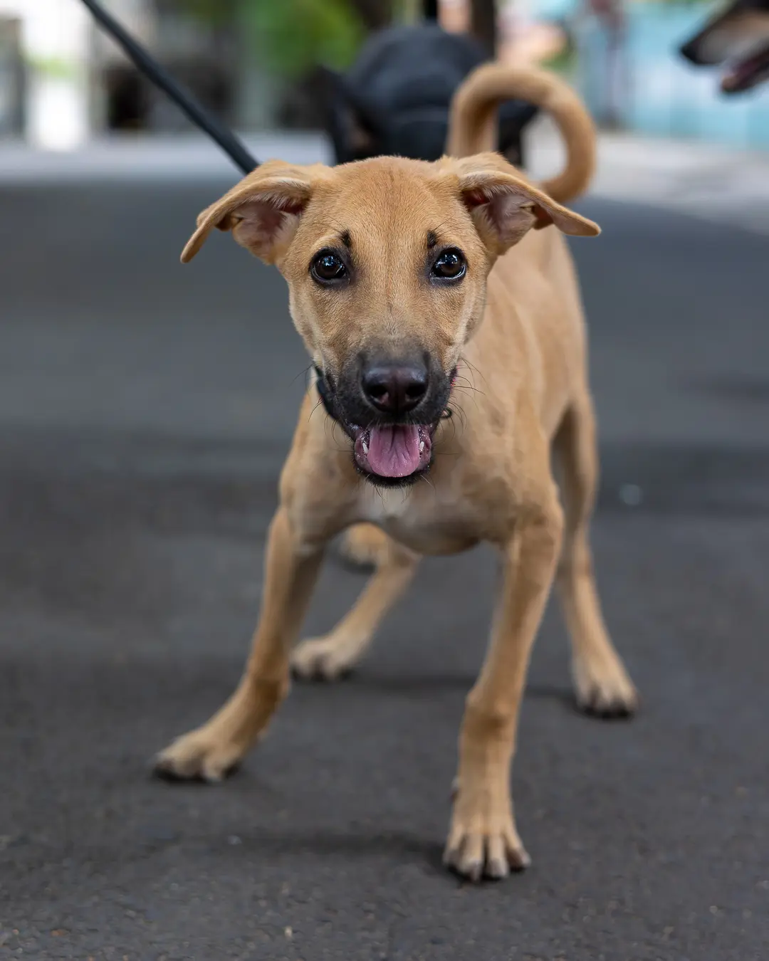 Indie dog walking Bengaluru, happy pup with tongue out on leash