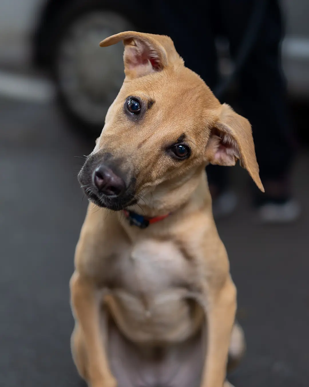Indie dog photography Bangalore, adorable head tilt at camera