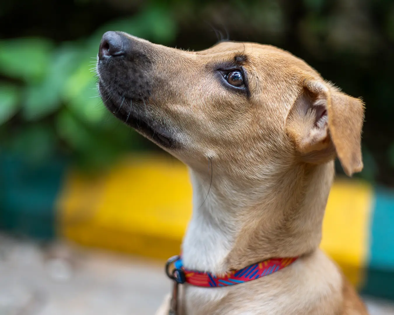 Indian street dog Bangalore, indie dog looking up with grace