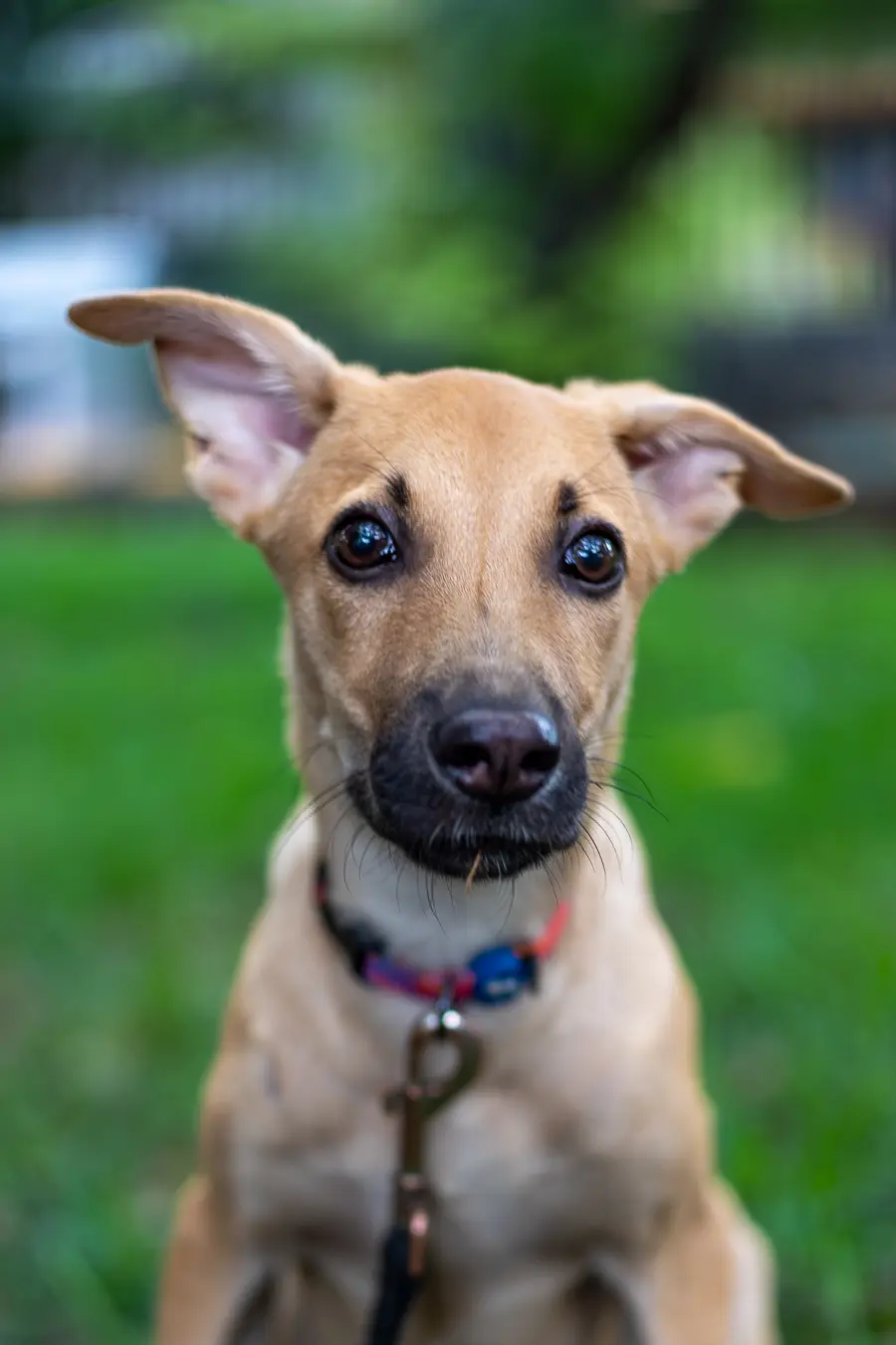 Indie dog portrait Bengaluru, close-up with expressive eyes