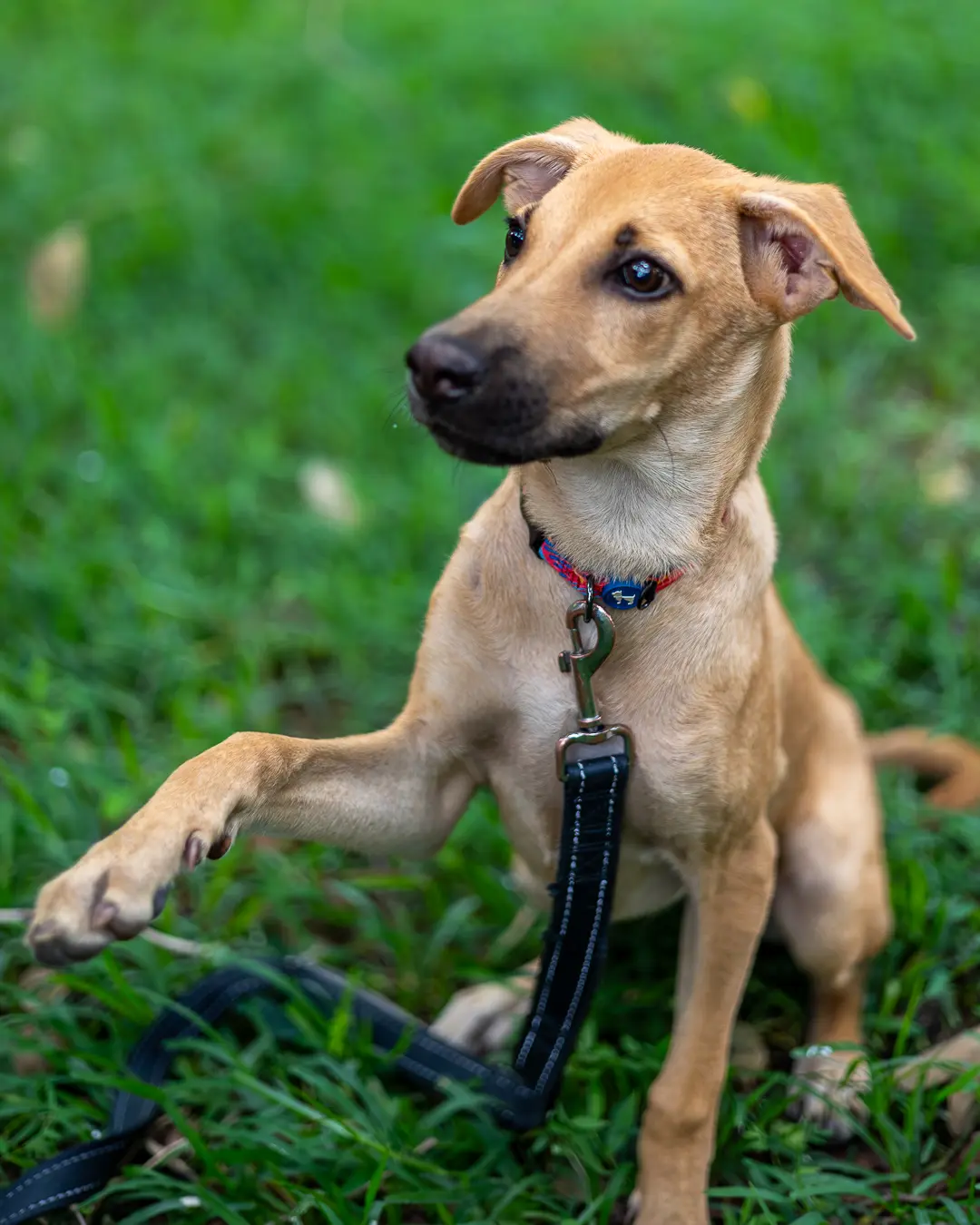 Indie puppy training Bangalore, pup sitting on green grass