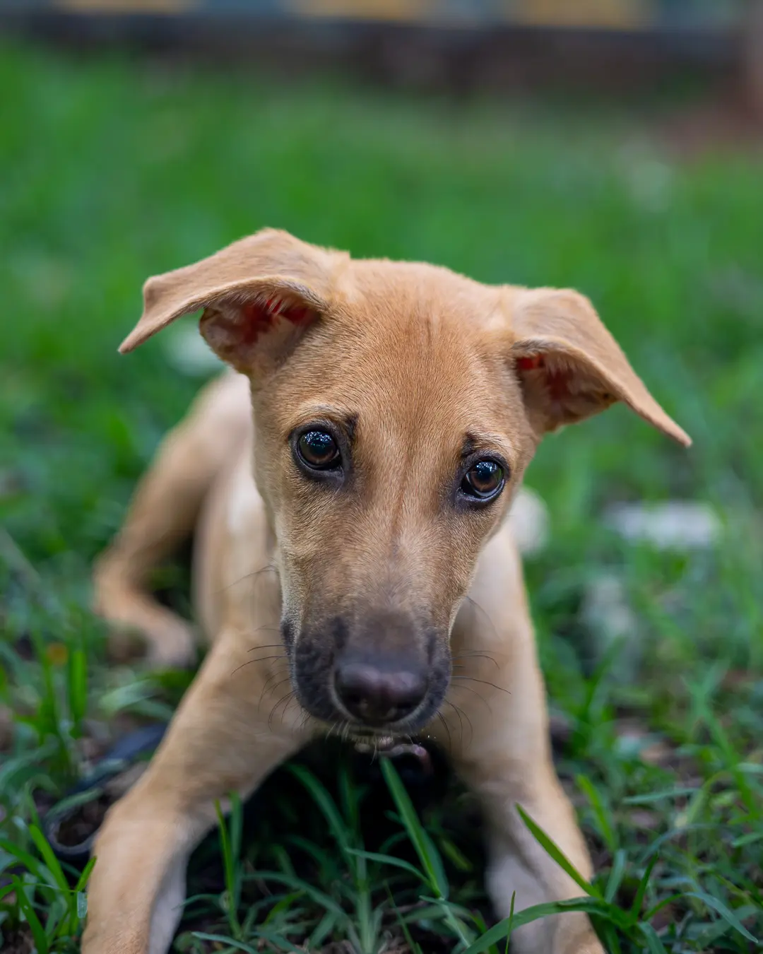 Indie dog care Bengaluru, puppy lying in grass with big eyes