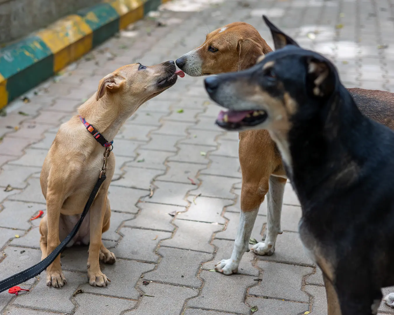 Indie dog socialisation Bangalore, pup greeting street dogs
