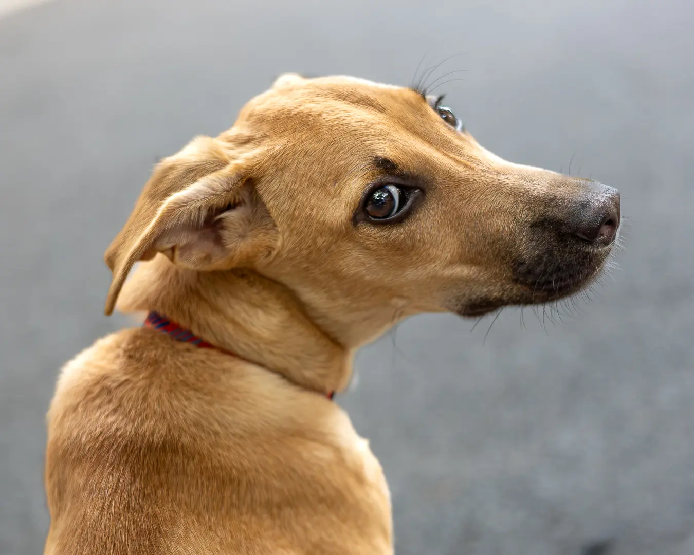 Indian indie dog Bengaluru, beautiful side profile gazing afar