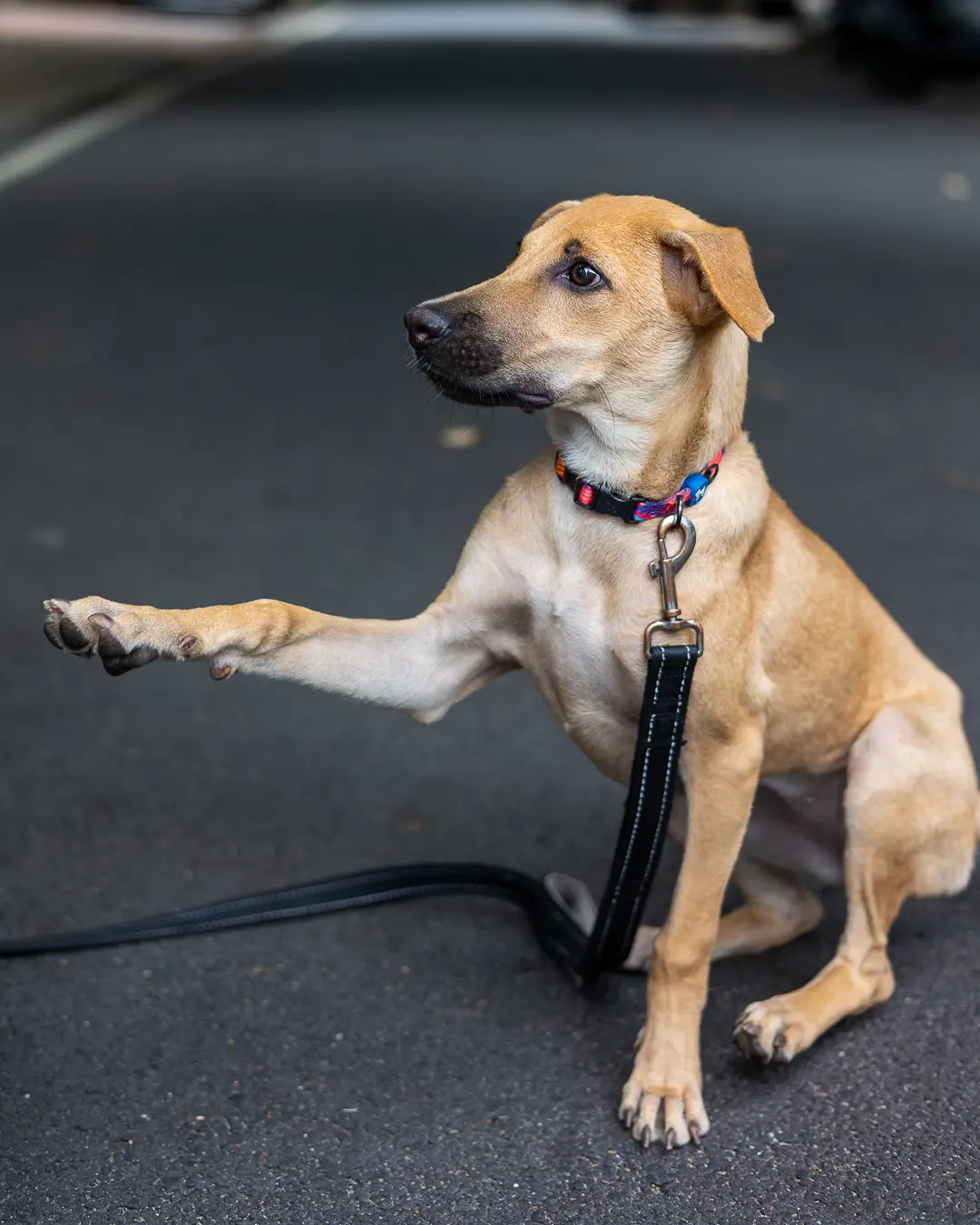 Indie dog obedience Bangalore, pup offering a paw shake