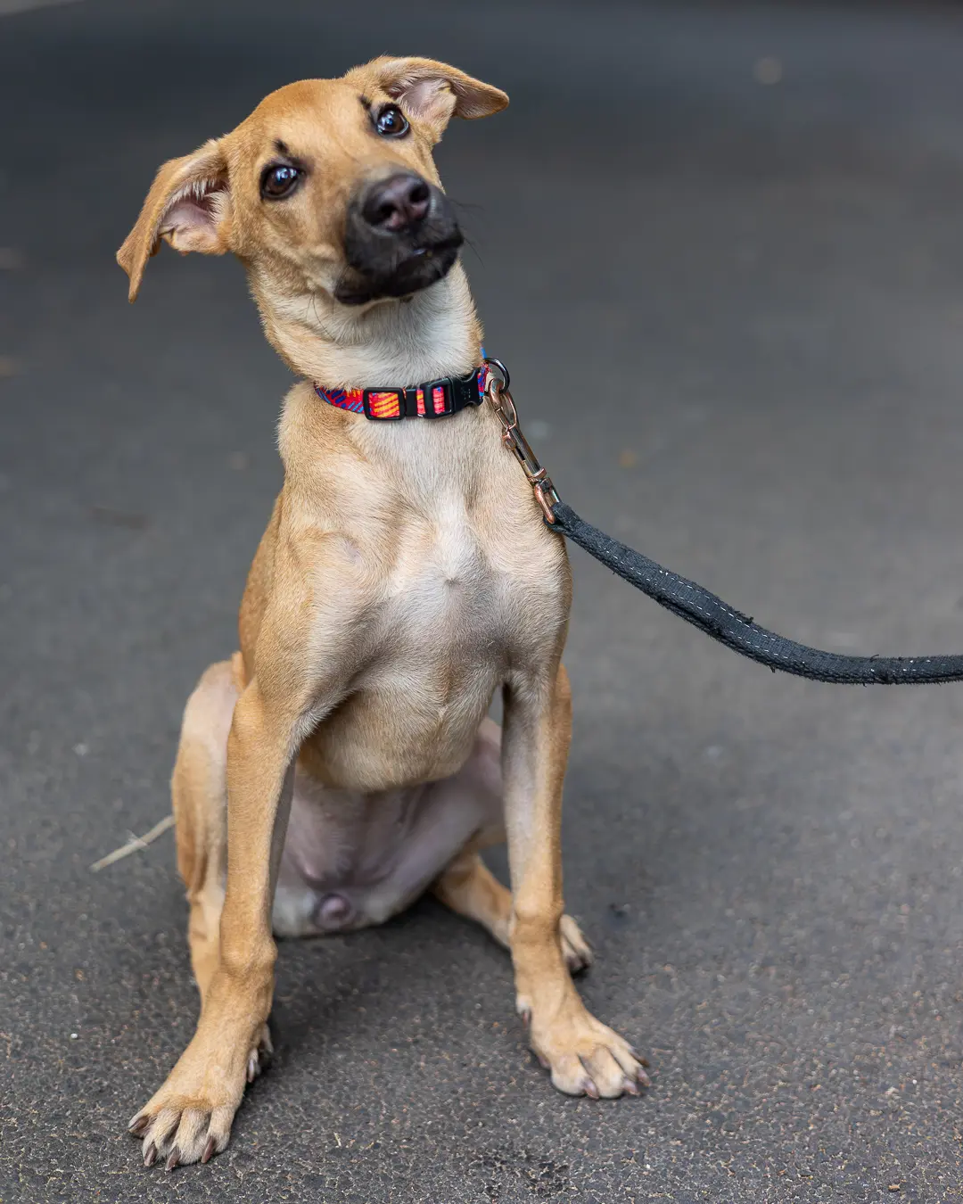 Indie dog training Bengaluru, curious head tilt on pavement