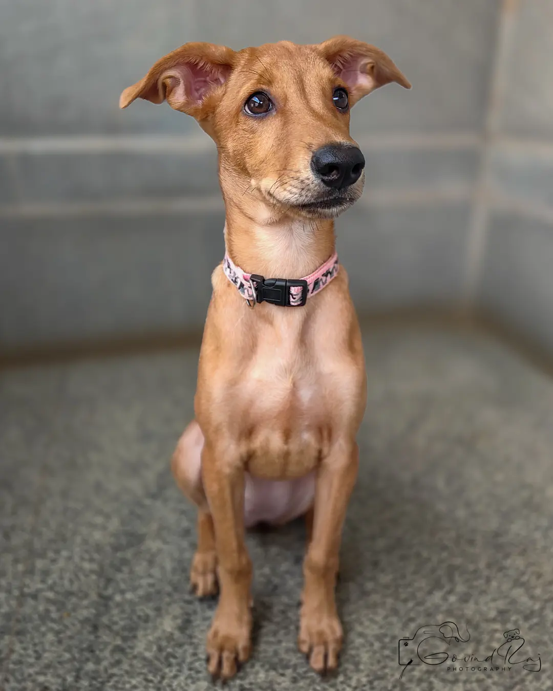 Indie puppy adoption Bangalore, pup sitting gracefully with pink collar