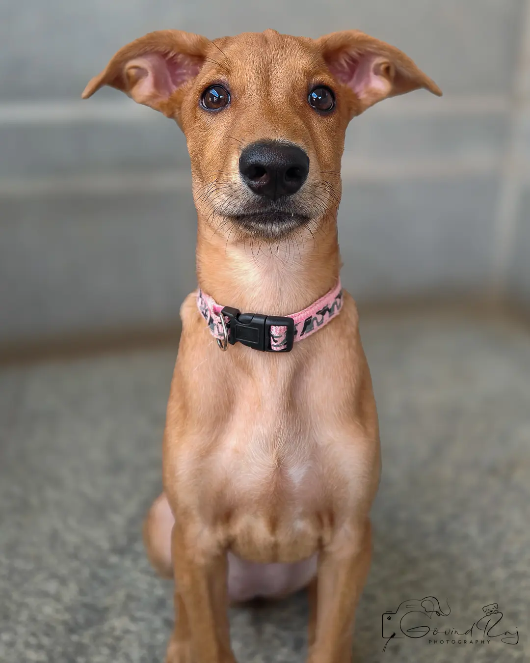 Adopt indie dog Bengaluru, close-up with bright curious eyes