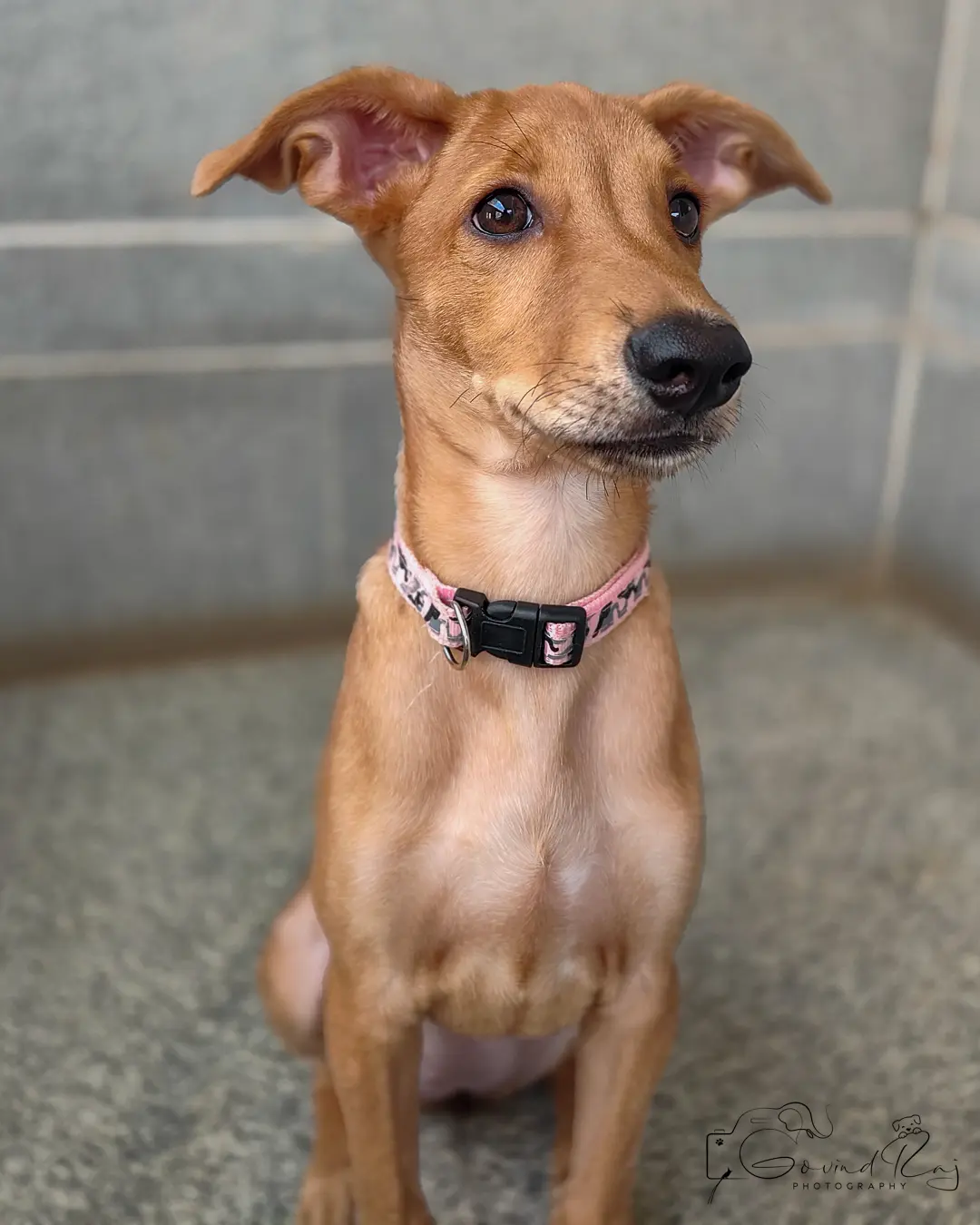 Indie puppy rescue Bangalore, looking up with gentle head tilt