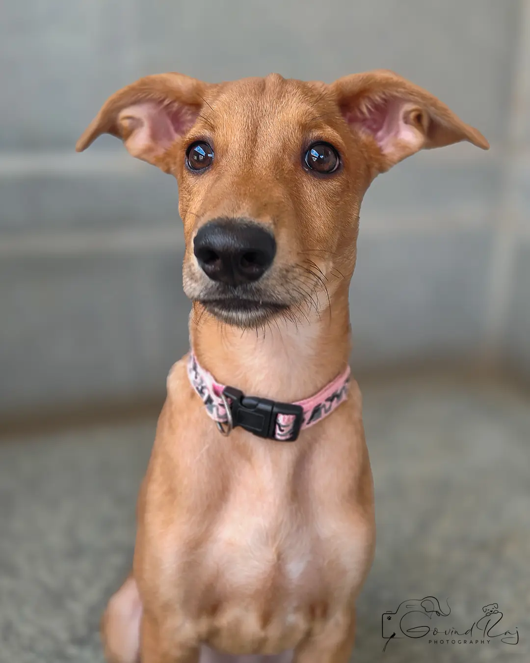 Adopt, Don't Shop: Give an Indie Pup a Forever Home, Pet Photography Bangalore by Paws of Persistence