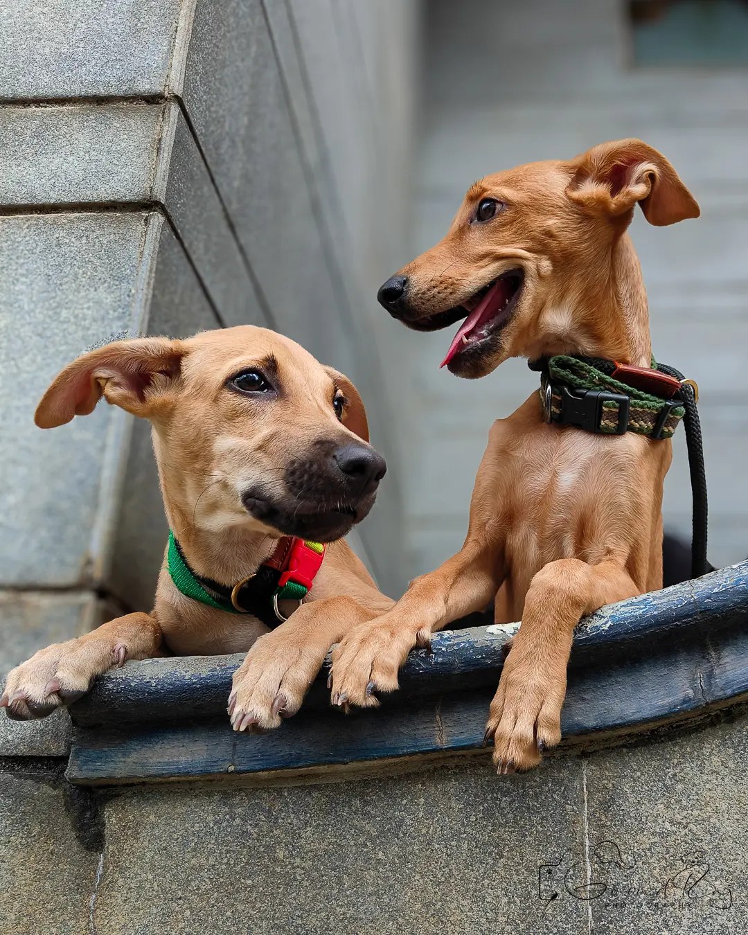 Indie puppies Bangalore, two pups resting together on a ledge