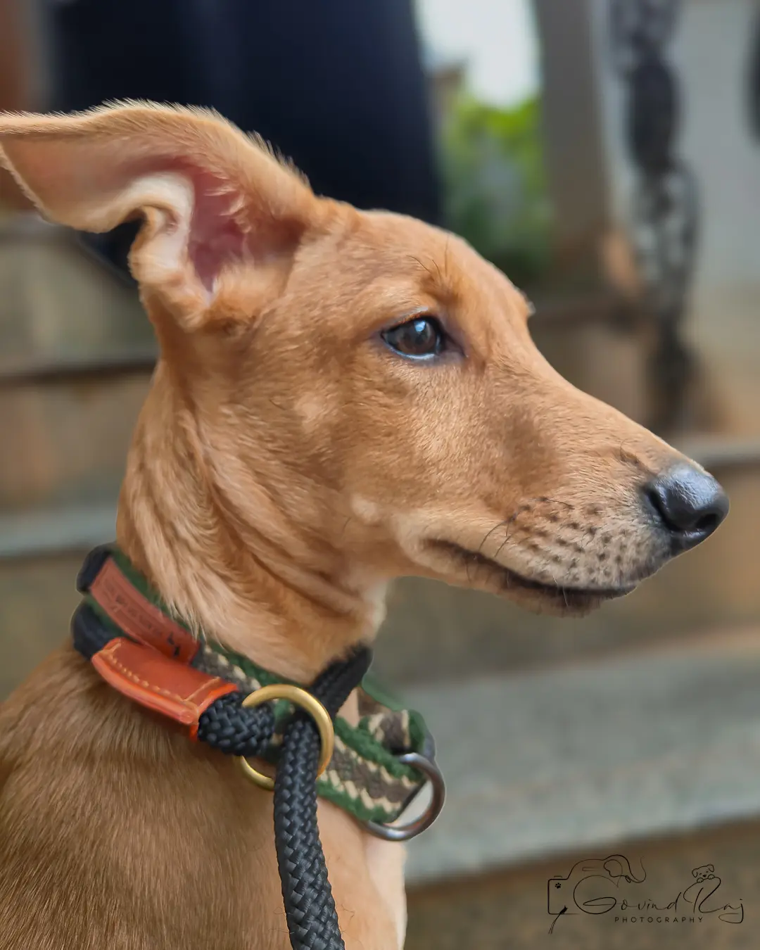 Indie dog portrait Bengaluru, elegant side profile with collar