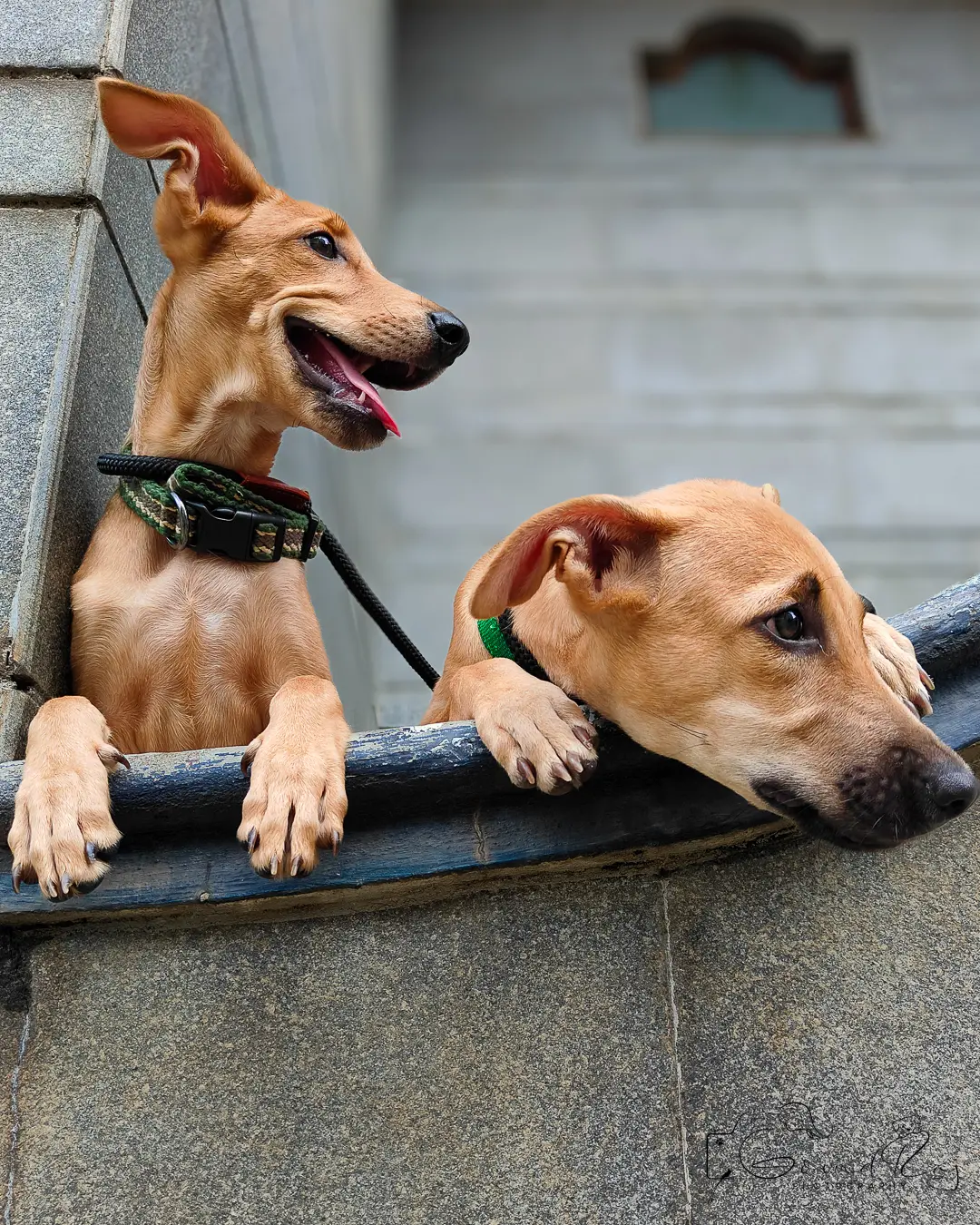 Indie puppy siblings Bangalore, two pups peeking over a railing