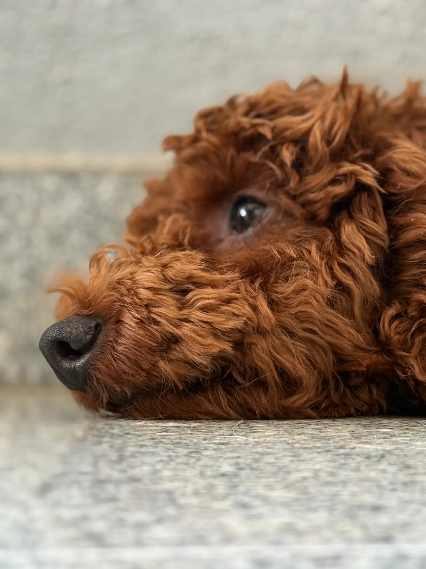 Dog portrait Bengaluru, close-up of poodle face lying down