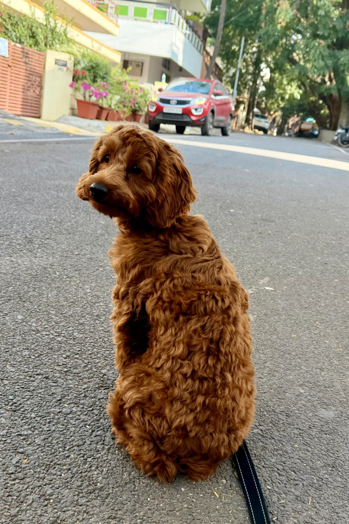 Dog photography Bengaluru, poodle sitting on road looking back