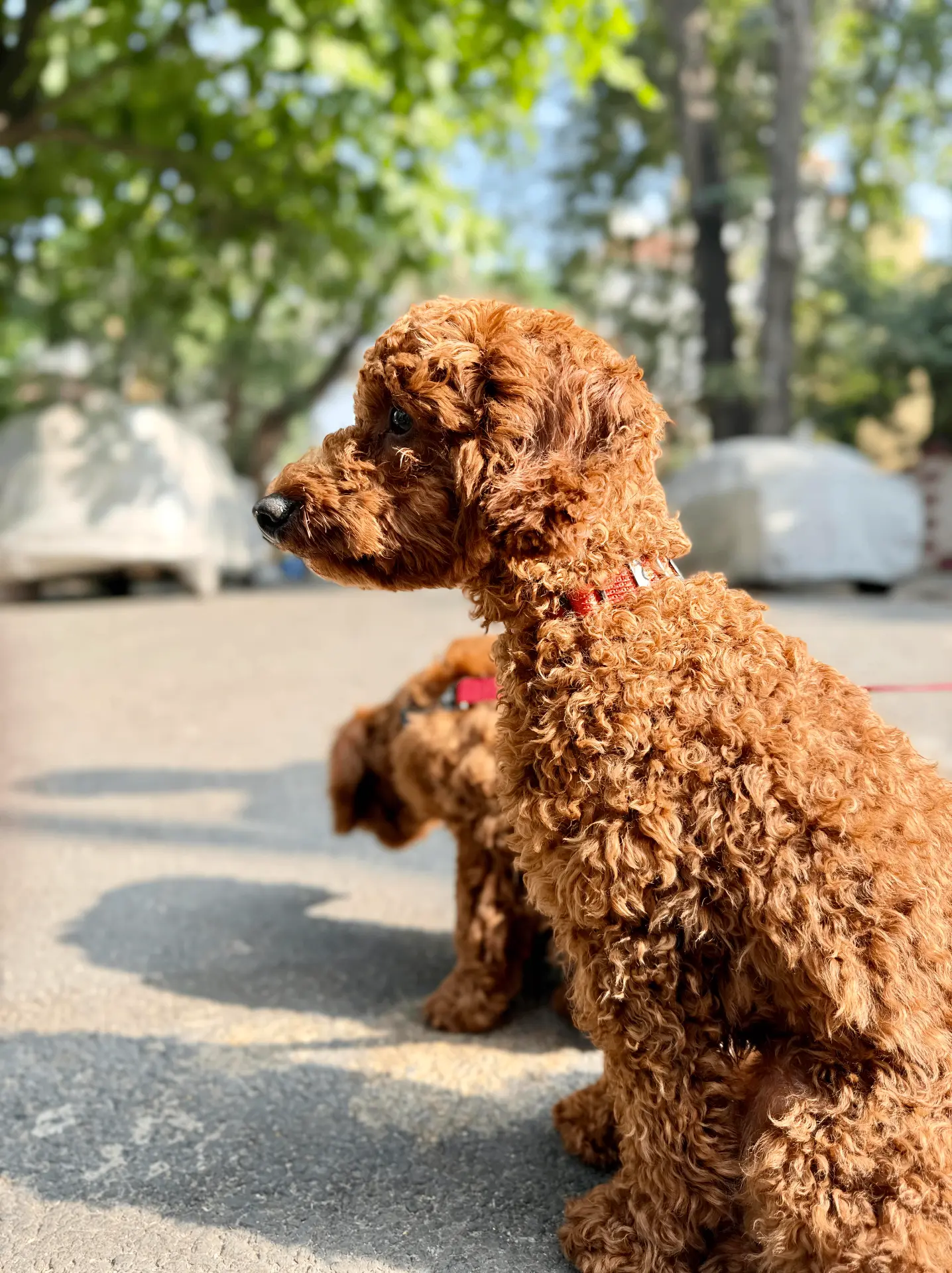 Pet portrait Bangalore, two poodles sitting side by side outdoors