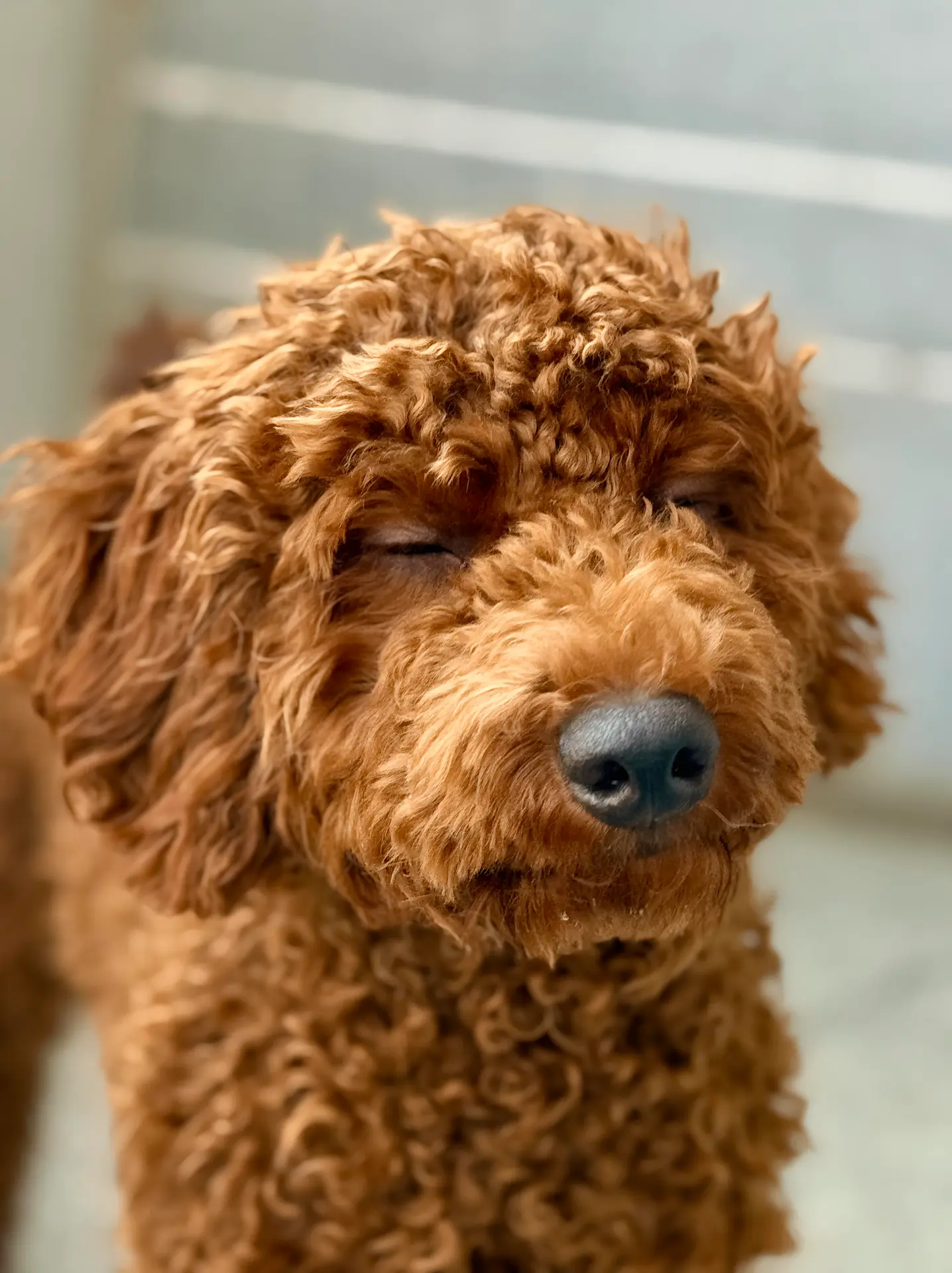 Pet photography Bangalore, poodle with eyes closed enjoying moment