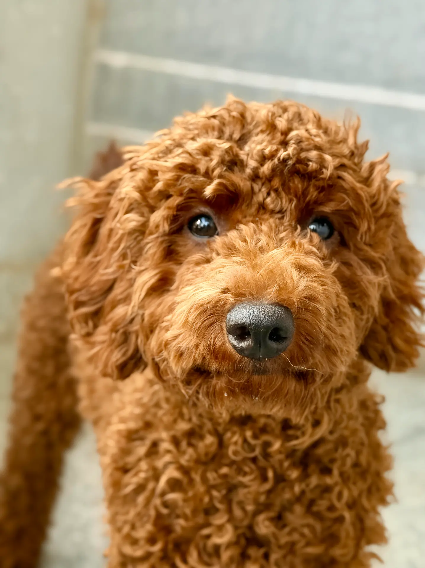 The Dynamite Poodle Brothers: Fluff, Fury & Fabulous, Pet Photography Bangalore by Paws of Persistence