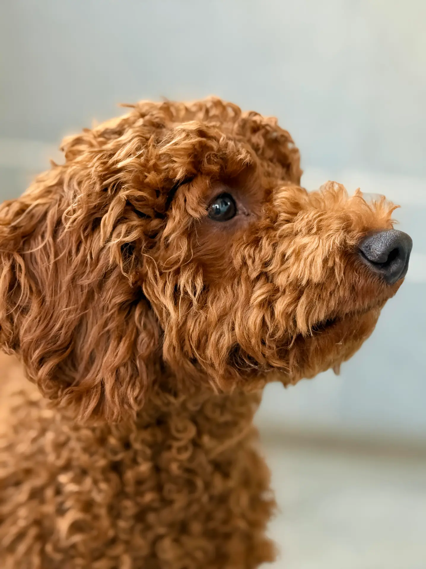 Dog portrait Bengaluru, side profile headshot of poodle