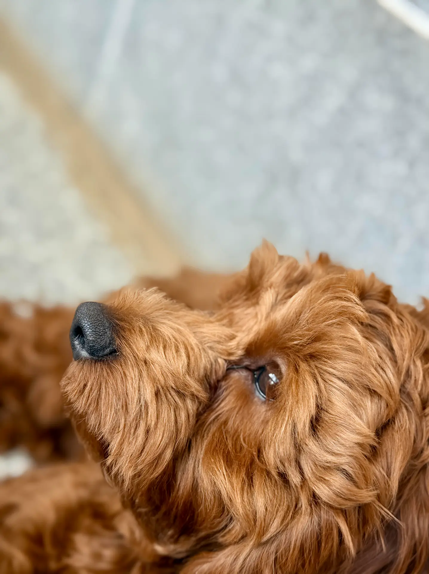 Dog photography Bengaluru, close-up of poodle eye and face