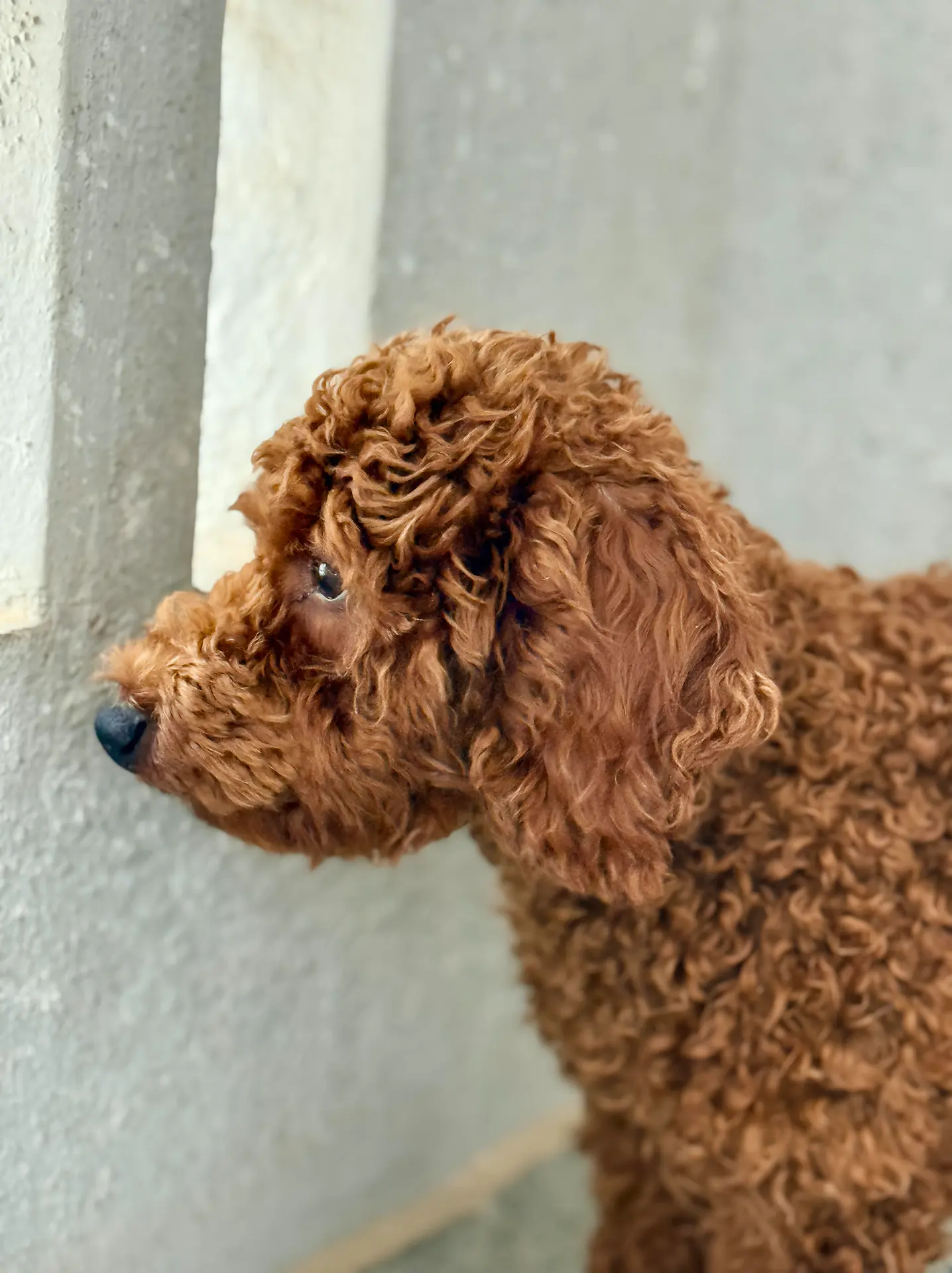 Pet photography Bangalore, poodle looking out a window