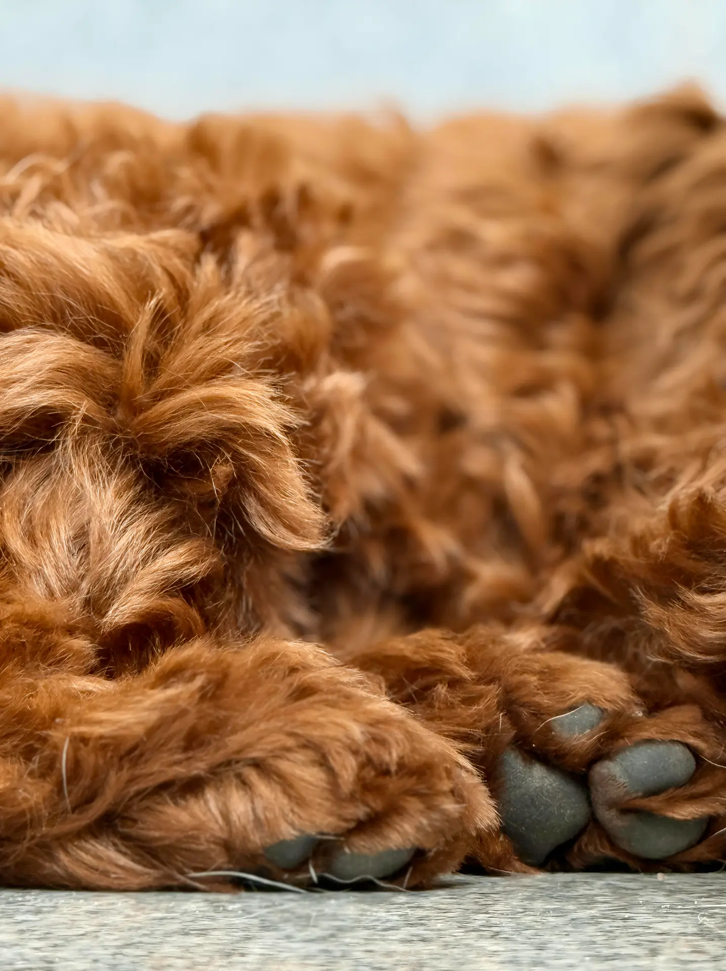 Pet photography Bangalore, close-up of poodle paws