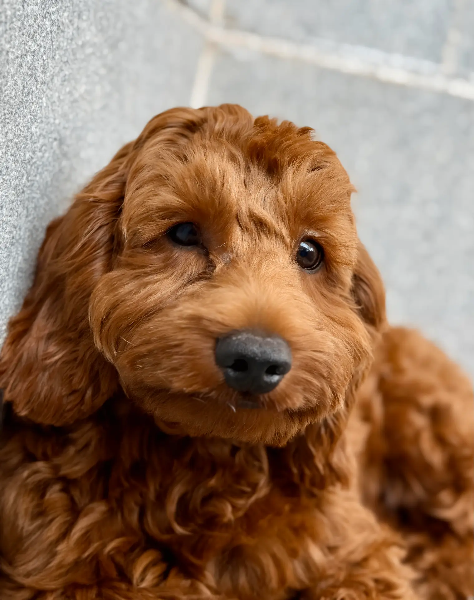 Dog photoshoot Bengaluru, headshot of poodle looking up