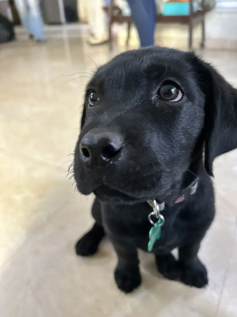 Puppy training Bangalore, adorable black Labrador puppy looking up