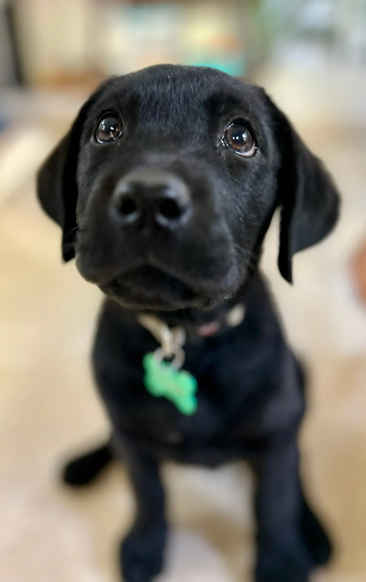 Puppy obedience Bengaluru, black Lab puppy portrait