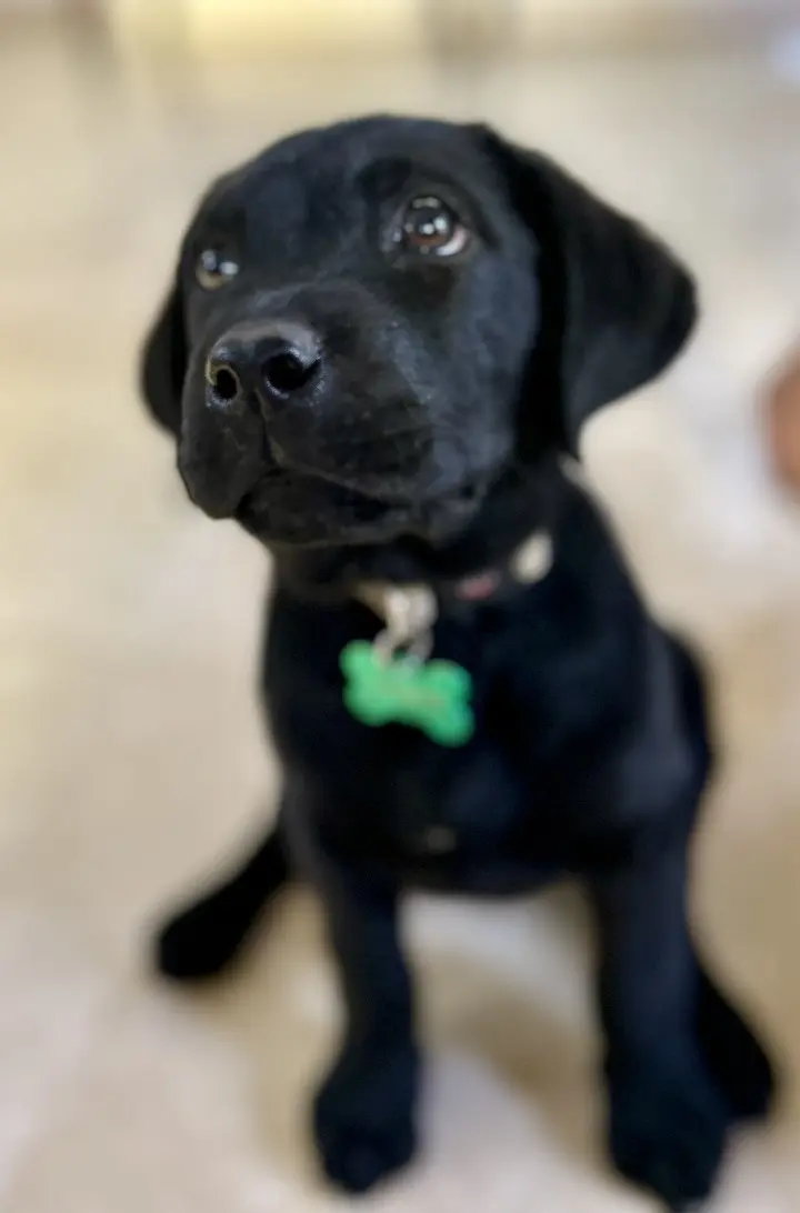 Puppy care Bangalore, cute black puppy with green bone tag