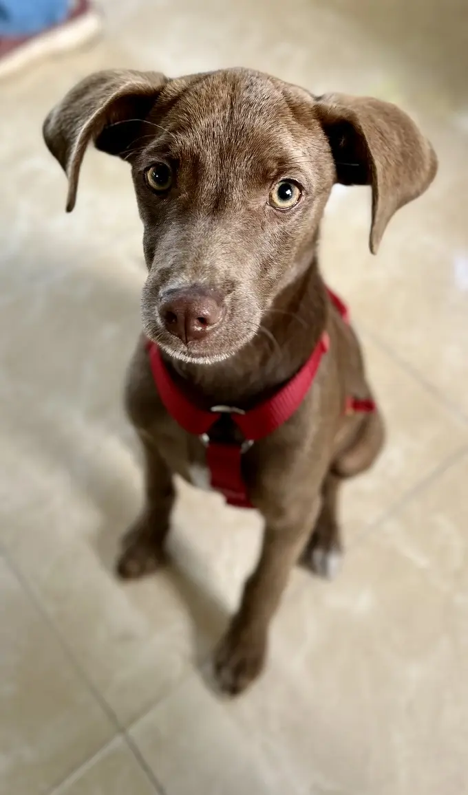Puppy training Bengaluru, brown puppy with red harness and soulful eyes