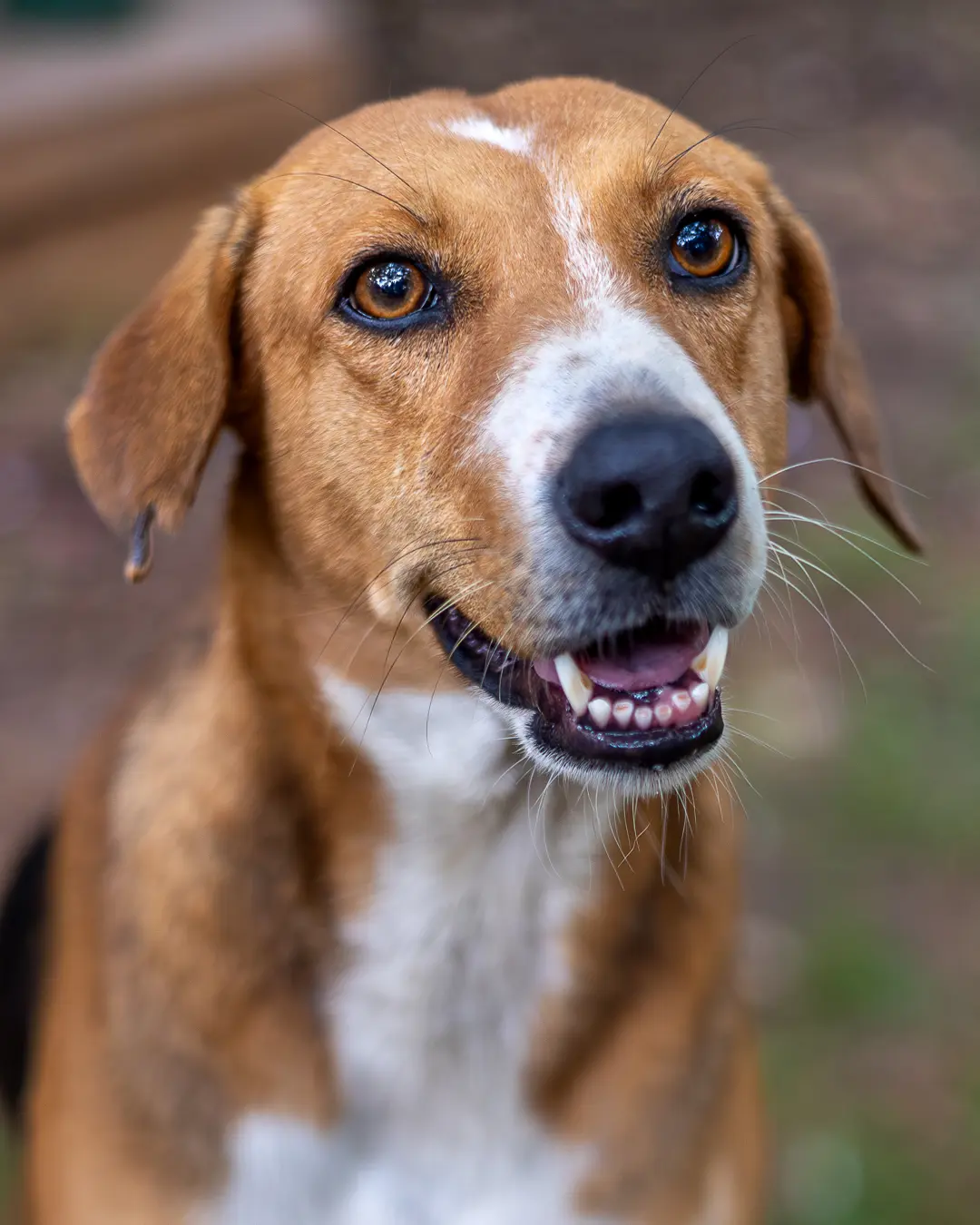 Street Souls: The Beautiful Strays Who Own Our Hearts, Pet Photography Bangalore by Paws of Persistence