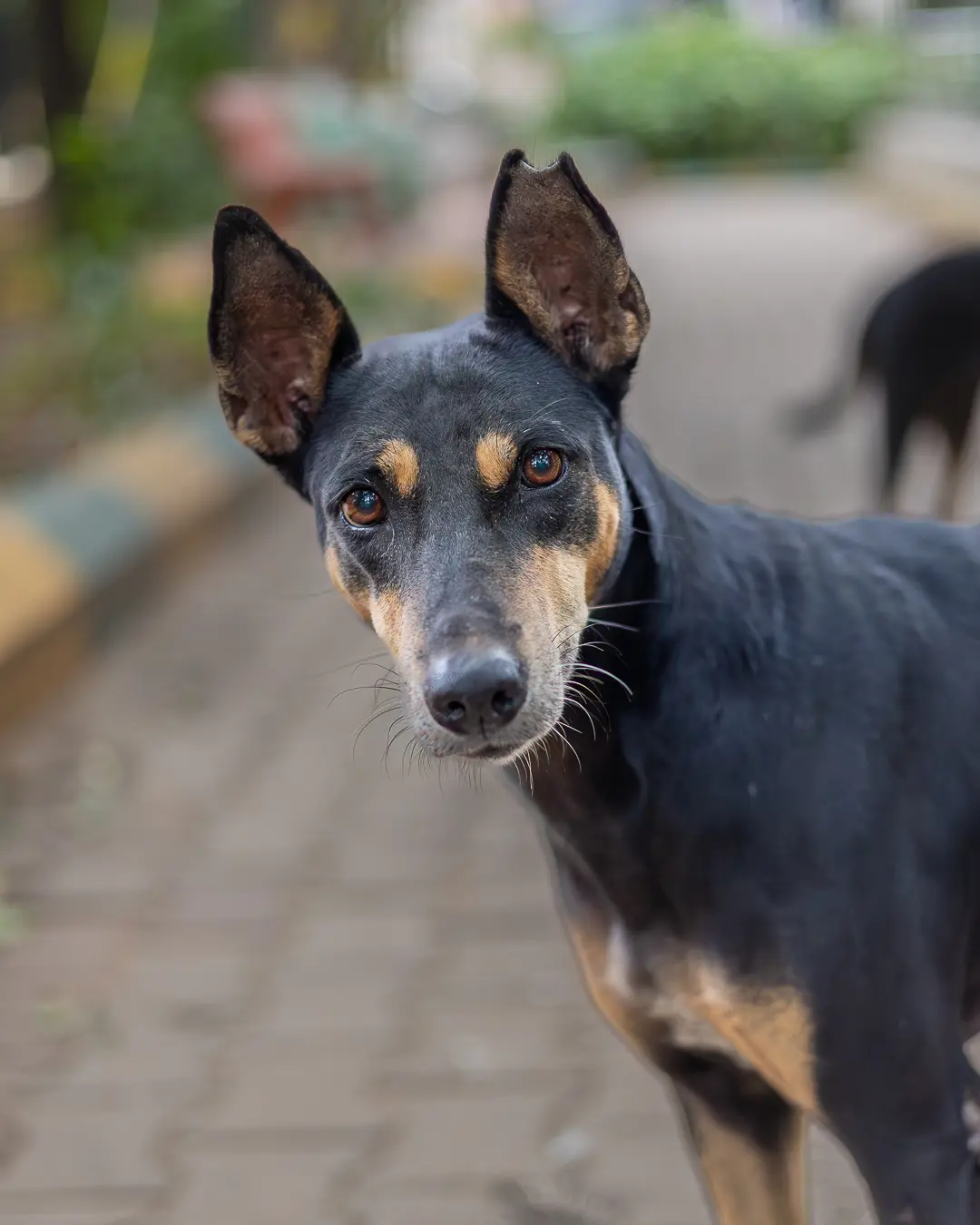 Stray dog portrait Bengaluru, alert black and tan dog on sidewalk