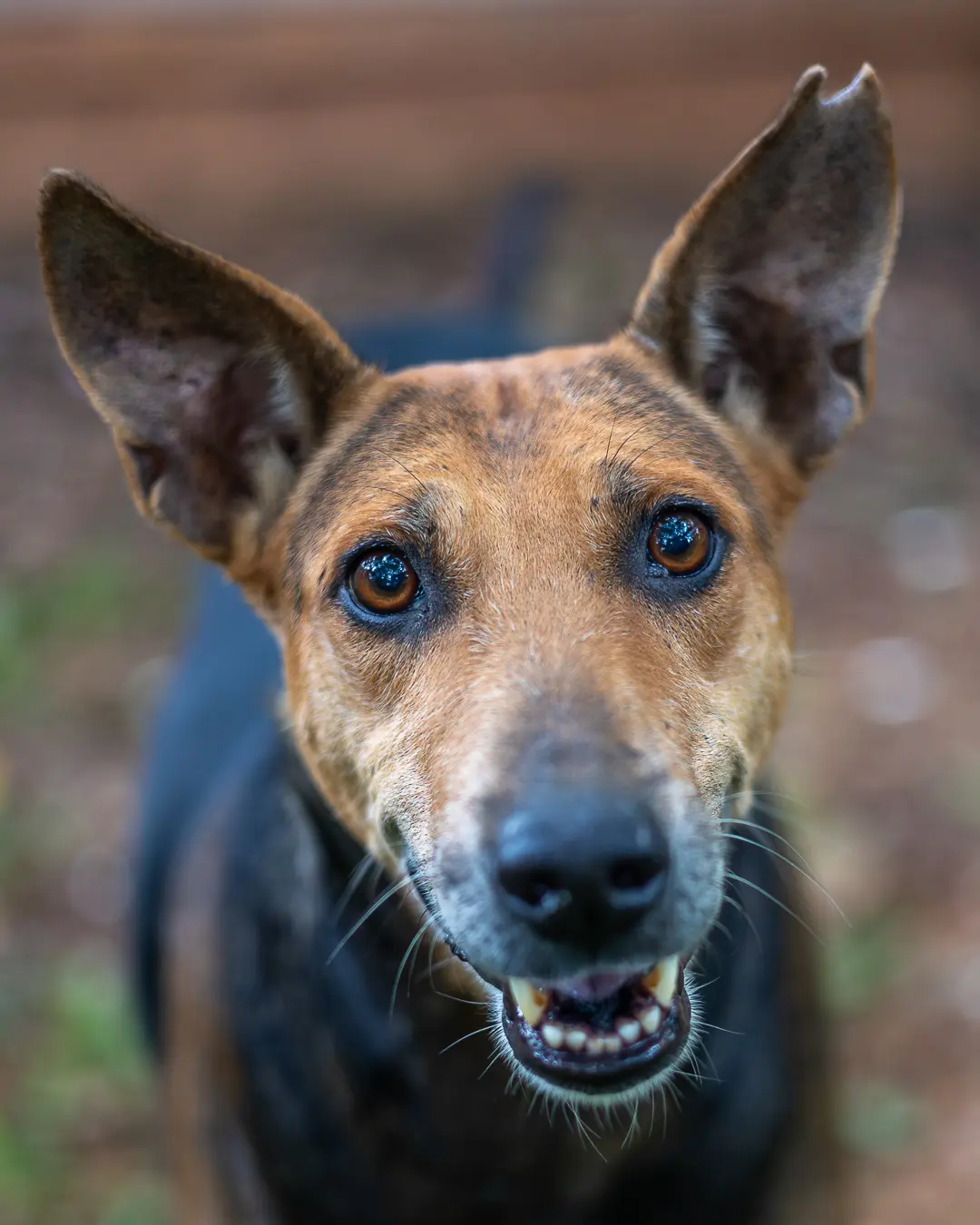 Street dog photography Bengaluru, smiling brindle dog close-up